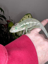 Load image into Gallery viewer, ANKILOBE Panther Chameleon: Ankify x Ambilobe (Q7)