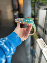Load image into Gallery viewer, AMBILOBE Panther Chameleon: (J5)