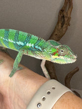 Load image into Gallery viewer, AMBILOBE Male Panther Chameleon: (E18)