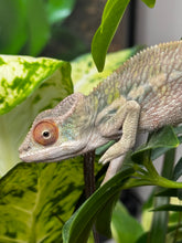 Load image into Gallery viewer, AMBILOBE male panther chameleon: Flash x Opal (R3)