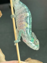 Load image into Gallery viewer, AMBILOBE Panther Chameleon: Frank x Sandy (Q7)