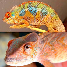 Load image into Gallery viewer, Ambilobe Male (R10)