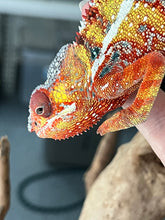 Load image into Gallery viewer, Ambilobe male: Dax x Whiskey Girl (C8)