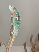 Load image into Gallery viewer, AMBILOBE Male Panther Chameleon: (E14)