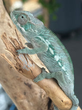 Load image into Gallery viewer, AMBILOBE Panther Chameleon: Frank x Sandy (Q8)