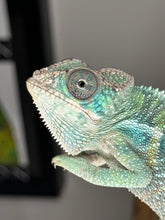 Load image into Gallery viewer, AMBILOBE Male Panther Chameleon: (E32)