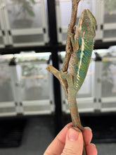 Load image into Gallery viewer, AMBILOBE Panther Chameleon: (E4)