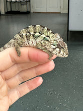 Load image into Gallery viewer, AMBILOBE Panther Chameleon: Sam x Georgia (P10)