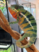 Load image into Gallery viewer, AMBILOBE male: WC Hawkeye x Nugget (J12)