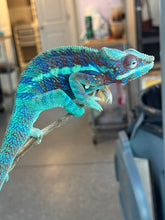 Load image into Gallery viewer, AMBANJA Panther Chameleon: (J6)