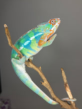 Load image into Gallery viewer, Ambilobe Panther Chameleon – Male | Flash Jr. × Aslan Clutchmate Holdback | E3