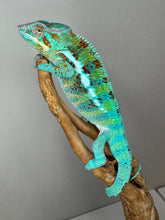 Load image into Gallery viewer, AMBANJA Panther Chameleon: (J5)