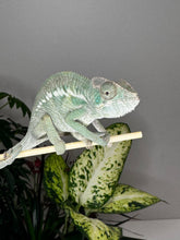 Load image into Gallery viewer, ANKILOBE Panther Chameleon: Ankify x Ambilobe (Q7)