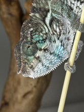 Load image into Gallery viewer, AMBANJA X ANKIFY Panther Chameleon:(F1)