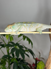 Load image into Gallery viewer, AMBANJA FEMALE Panther Chameleon: Neon Nights x Tango (S20)