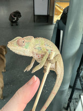 Load image into Gallery viewer, AMBILOBE Panther Chameleon: Sam x Georgia (P9)
