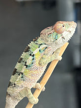 Load image into Gallery viewer, Ambilobe male: Starburst x Margaret (R3)