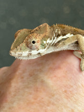 Load image into Gallery viewer, SAMBAVA Panther Chameleon: Marley x Mabel (R12)