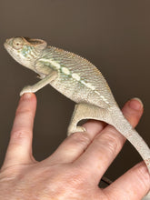 Load image into Gallery viewer, AMBILOBE male panther chameleon: Flash x Opal (J9)