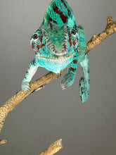 Load image into Gallery viewer, AMBANJA Panther Chameleon: (E8)