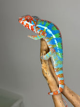 Load image into Gallery viewer, AMBILOBE Panther Chameleon: (J1)