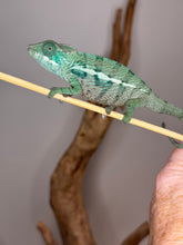 Load image into Gallery viewer, AMBANJA Panther Chameleon: (E7)