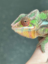 Load image into Gallery viewer, SAMBAVA Panther Chameleon: Marley x Mabel (J1)