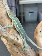 Load image into Gallery viewer, AMBANJA Panther Chameleon: Dubois x Ellie (S4)