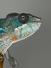 Load image into Gallery viewer, AMBILOBE Male Panther Chameleon: (E35)
