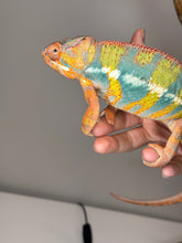 Load image into Gallery viewer, AMBILOBE Panther Chameleon: (J5)