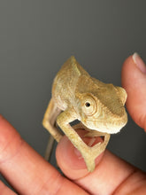 Load image into Gallery viewer, AMBILOBE FEMALE - Flash x Opal πΊ (S4)