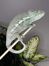 Load image into Gallery viewer, ANKILOBE Panther Chameleon: Ankify x Ambilobe (Q7)