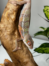 Load image into Gallery viewer, Ambilobe Male (R10)