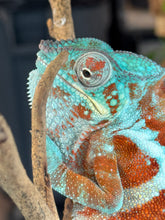 Load image into Gallery viewer, AMBANJA Panther Chameleon: (J7)