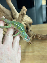 Load image into Gallery viewer, AMBILOBE male: Sam x Amie (R19)