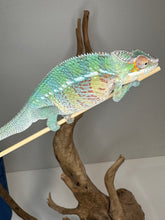 Load image into Gallery viewer, AMBILOBE Panther Chameleon male:(E23)