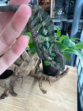 Load image into Gallery viewer, Ambilobe male: Flash x Rocky (R2)