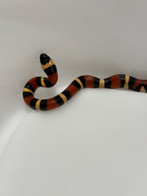 Load image into Gallery viewer, Apricot Pueblan Milk Snake- (MS2)