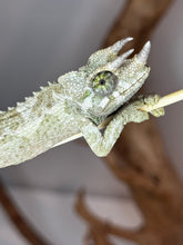 Load image into Gallery viewer, Male Jackson’s Chameleon: I4