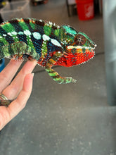 Load image into Gallery viewer, AMBILOBE male: Riot/JJ/Bolt (J10)