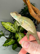 Load image into Gallery viewer, AMBILOBE male panther chameleon: Flash x Opal (R1)
