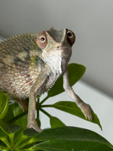 Load image into Gallery viewer, AMBILOBE male panther chameleon: Flash x Opal (R3)