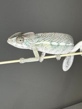 Load image into Gallery viewer, AMBILOBE male panther chameleon: Flash x Opal (J9)