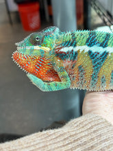 Load image into Gallery viewer, AMBILOBE male: WC Hawkeye x Nugget (J12)