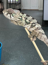 Load image into Gallery viewer, AMBILOBE Panther Chameleon: Sam x Georgia (P10)