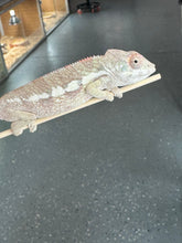 Load image into Gallery viewer, SAMBAVA Panther Chameleon: Marley x Mabel (R11)