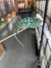 Load image into Gallery viewer, AMBANJA/NOSY FALY male (R8)