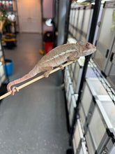 Load image into Gallery viewer, AMBILOBE Panther Chameleon: Starburst x Margaret (I8)