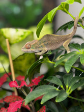 Load image into Gallery viewer, AMBILOBE male panther chameleon: Flash x Opal (R3)