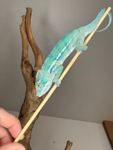 Load image into Gallery viewer, AMBANJA Panther Chameleon: (E9)